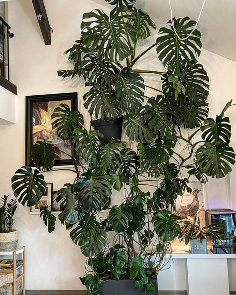 Monstera Deliciosa Care, Monstera Wall, Monstera Plant Care, Monstera Plants, Large Indoor Plants, Plant Goals, Inside Plants, Cheese Plant, Plant Decor Indoor