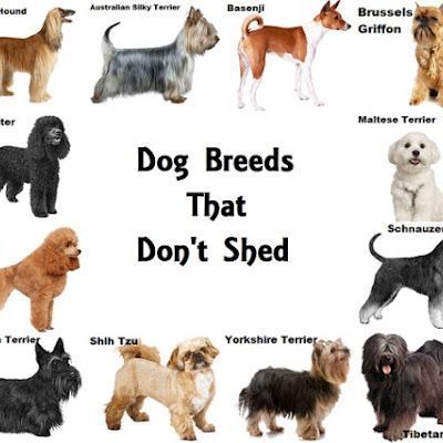 12 Dog Breeds That Don't Shed Mini Dogs Breeds, Non Shedding Dog Breeds, Irish Dog Breeds, Dog Breeds That Dont Shed, Australian Silky Terrier, Irish Water Spaniel, Dog Fails, Toy Dog Breeds, Tibetan Terrier