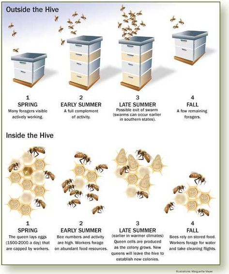 Honey Bees Keeping, Bee Hive Plans, Funny Animal Art, Backyard Bee, Bee Friendly Garden, Raising Bees, Beekeeping For Beginners, Backyard Beekeeping, Bees And Honey