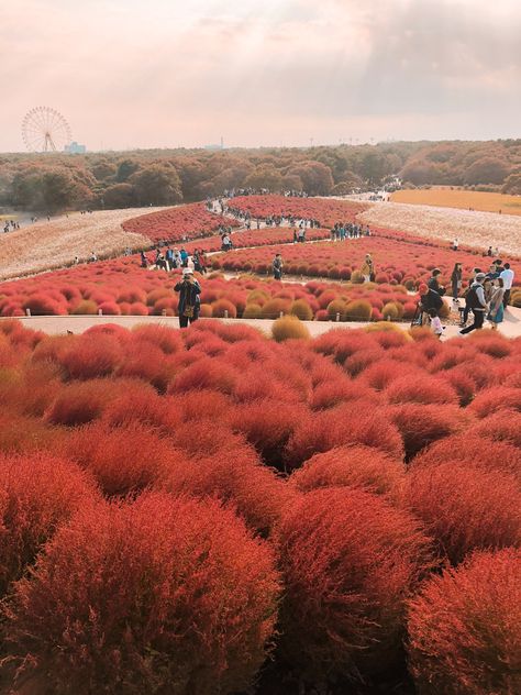 One of place that you must visit in Japan, Hitachi Seaside Park. Needs 2 hours to travel via Sinkansen from Tokyo, yeah it’s pretty far, but worth the effort! I suggest you to visit this place in Autumn (October) if you want to see this beatiful Red Kochia, or in Summer time (around June) if you want to see the beautiful shade-of-blue flower (sorry I forgot the name 😅) Garden Planing, Hitachi Seaside Park, Japan Nature, Japan Autumn, Seaside Park, Autumn October, I Forgot, Travel Stories, Blue Flower