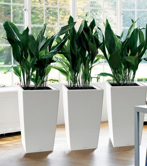 Tall Indoor Planters - Ideas on Foter Indoor Planter Decor, Planter Gardens, Potted Plants For Shade, Plant Planters, Potting Plants, Planter Decoration, Planter Plants, Planters Ideas, Tall Indoor Plants