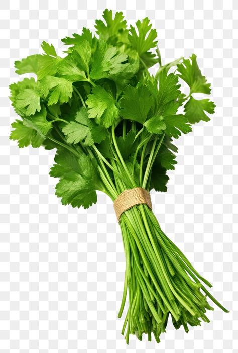 Coriander Plant, Parsley Plant, Banana Blossom, Coriander Leaves, Parsley, Cilantro, White Background, Blossom, Tool Design