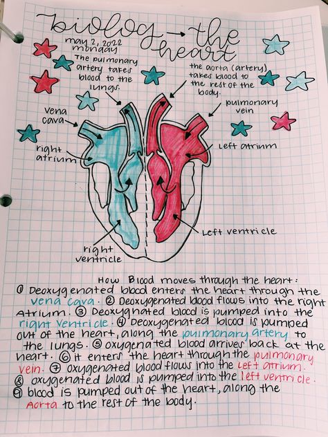 Med Journal, Heart Flow, Lpn Schools, Medical Student Study, Social Care, Science Journal, Science Notes, Cardiovascular System, Korean Words