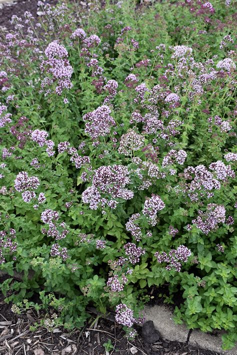 Whitefish Bay Wisconsin, Growing Tomatoes In Pots, Oregano Flowers, Tomatoes In Pots, Growing Oregano, Oregano Plant, Chives Plant, Origanum Vulgare, Growing Raspberries