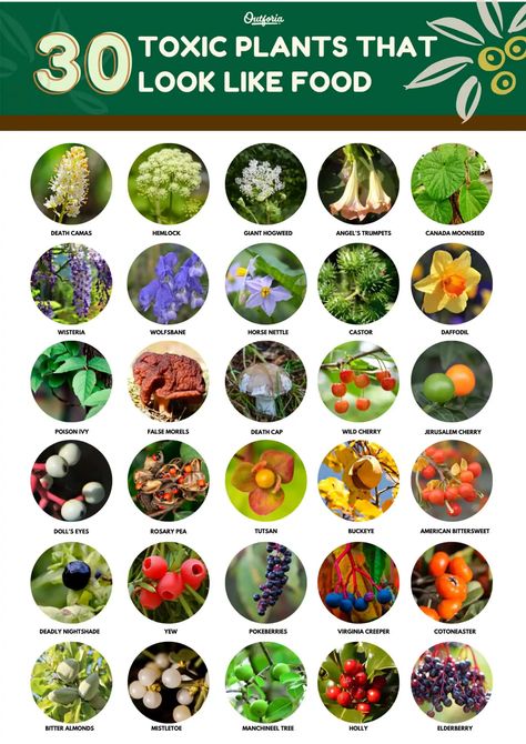 Toxic Plants That Look Like Food: 30 Plants You Need To Know Poisonous Berries, Deadly Plants, Toxic Plants, Poison Garden, Plant App, Flower Chart, Virginia Creeper, Daffodil Bulbs, Poisonous Plants