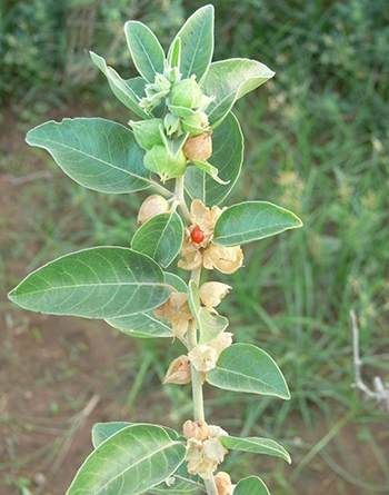 Ashwagandha - The Lost Herbs Ashwagandha Benefits, Ayurvedic Plants, Withania Somnifera, Herb Farm, Ashwagandha Root, Herbal Plants, Ways To Stay Healthy, Herbal Tea Blends, Veg Garden