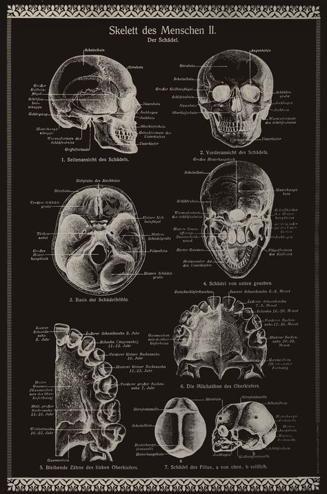 Silver Skulls! What's not to love? Happy Halloween from Charles Lahti Studio. #lahtipopup Biotechnology Art, Medicine Notes, Basic Anatomy And Physiology, Med School Motivation, Medical Wallpaper, Medical School Motivation, Medical School Inspiration, Biology Notes, Human Anatomy Art