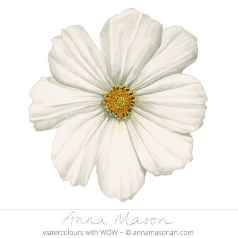 White Cosmos, Anna Mason, White Cosmo, Realistic Paintings, Botanical Watercolor, Portrait Illustration, Botanical Flowers, Flower Illustration, Learn To Paint