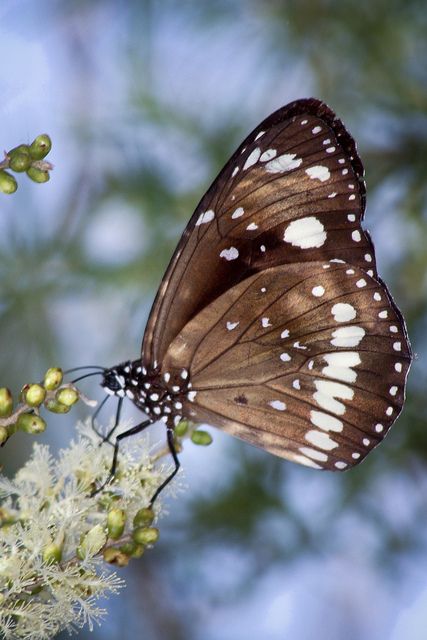 Brown & White Butterfly This kind of favors a butterfly that comes out and sits on my knee and I call it Daddy. I talk to it and it sits and listens to me. I'm still looking for the one that I call Mommy. They come out every morning and sit on my leg when I'm sitting outside. Types Of Butterflies, Butterfly Dragonfly, John Keats, Butterfly Kisses, White Butterfly, Butterfly Garden, Colorful Butterflies, Dragonflies, Beautiful Butterflies