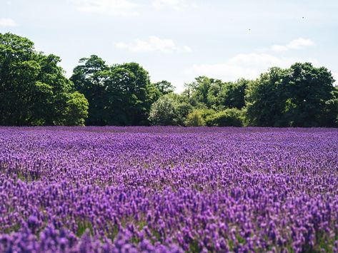 Victorian Flower Symbolism: Springtime in Arkansas Beautiful Compliments, Are Essential Oils Safe, Mosquito Repelling Plants, Under Eye Wrinkles, English Lavender, Lavender Farm, Photo Tree, Lavender Fields, Lavender Flowers