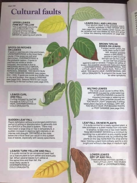 Plant Deficiencies, Plant Care Houseplant, Vegetable Garden Diy, Plant Nutrients, Inside Plants, Growing Plants Indoors, Plant Diseases, Fertilizer For Plants, Veg Garden