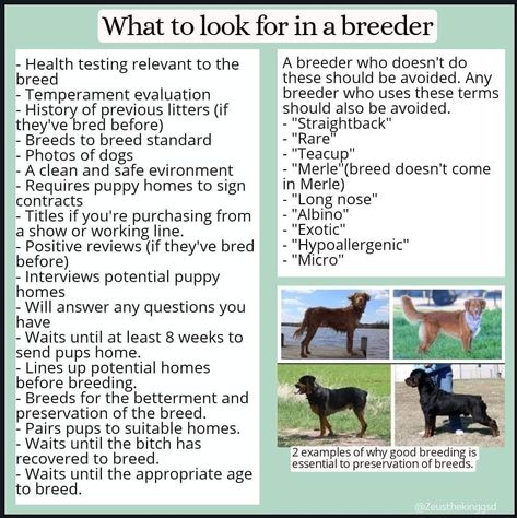 Breeding Dogs Tips, Puppy Breeding, Breeding Dogs, Dogs Tips, Dog Breeding, Info Graphics, Notes Ideas, Dog Information, Dog Info