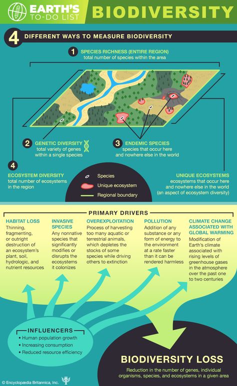 The 4 ways researchers measure the biodiversity of an ecosystem and the 5 primary drivers of human-driven biodiversity loss they've identified. #EarthsToDoList Biodiversity Poster Ideas, Biodiversity Infographic, Biodiversity Poster, Saving Earth, Biodiversity Loss, Encyclopedia Britannica, Genetic Diversity, Basic Geography, Environmental Problems