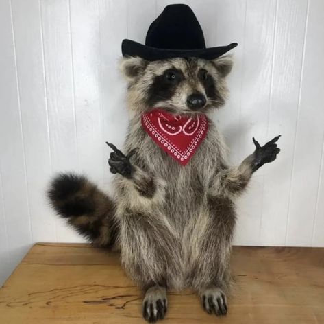 Photographer unknown Animal Wallpaper, Cowboy Hat, Taxidermy, Cowboy