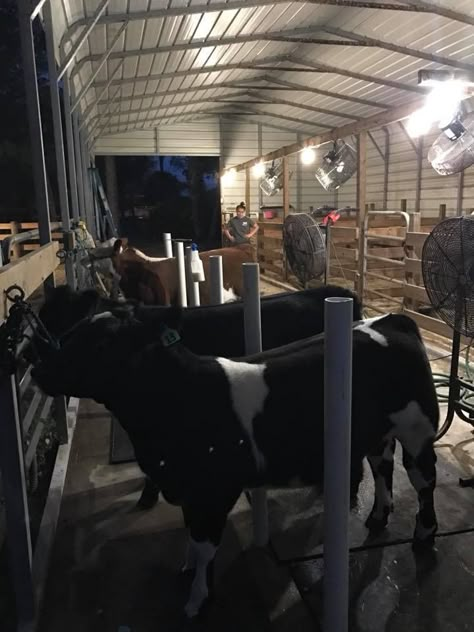 Cattle Wash Rack, Show Barn Ideas Cattle, Show Cattle Barn Layout, Cow Barn Ideas, Cattle Barn Designs, Show Cattle Barn, Cattle Facility, Cow Barn, Livestock Barn