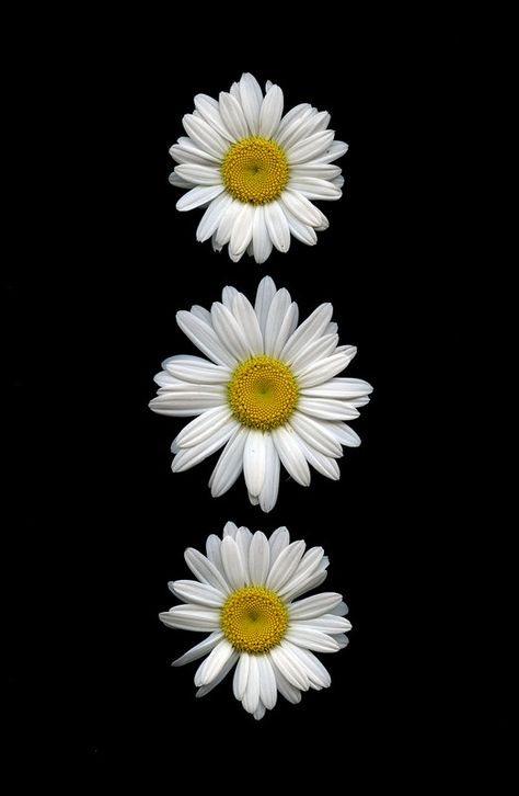 Sunflowers And Daisies, Daisy Wallpaper, Sunflower Wallpaper, Wallpaper Nature Flowers, White Daisies, Flower Background Wallpaper, Flower Phone Wallpaper, Pics Art, Flower Backgrounds