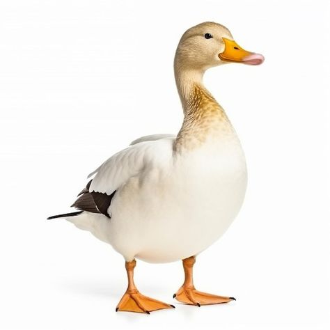 Duck Png, Duck Cartoon, White Duck, White Ducks, Pretty Food, Animal Pictures, A Black, White Background, Orange