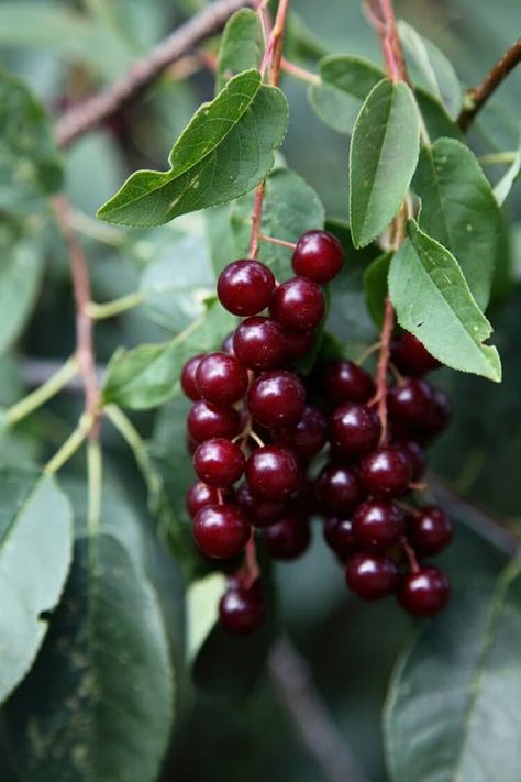 Chokecherry Recipes, Brown Rice Pudding Recipe, Chokecherry Syrup, Chokecherry Tree, Slow Cooker Rice Pudding, Black Cherry Tree, Canadian Dessert, Grilled Trout, Slow Cooker Rice