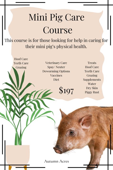 Mini Pig Care Course | Autumn Acres Mini Pet Pigs | Do you have a lot of questions when it comes to caring for your mini pet pig? If so purchase this course and get some answers! Use discount code pinterest25 to get 25% off. | Enjoy here Mini Pig Care, Mini Pig Pet, Pig Care, Pet Pig, Hoof Care, Mini Pigs, Pet Pigs, Teeth Care, Diet Supplements