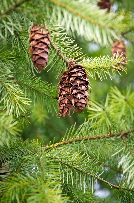 Pseudotsuga Menziesii, Douglas Fir Tree, Fir Cones, Strange And Unusual, Christmas China, Plants Are Friends, China Painting, Natural Scents, Seed Pods