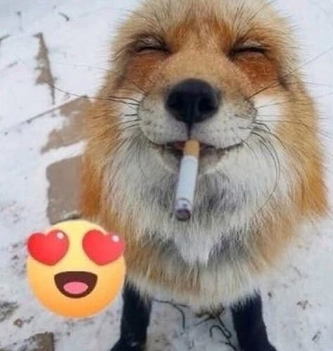 Silly Fox, Wojskowy Humor, Cute Foxes, Fox Pictures, Pet Fox, Pretty Animals, Silly Images, Fox Art, Silly Animals