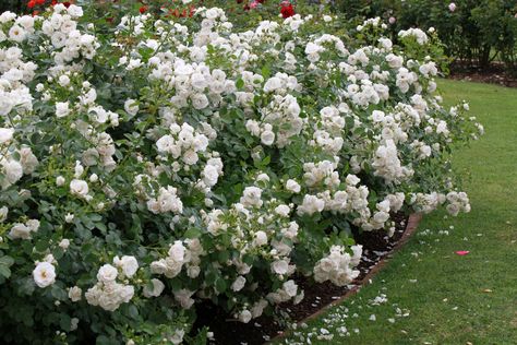 Iceberg Rose Hedge, Shrub Roses Bushes, Rugosa Rose Hedge, Rose Bush Hedge, Rose Hedge Fence, Low Hedges Landscaping, Rosa Rugosa Hedge, Rose Hedge Front Yards, Roses Hedge