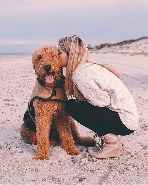 airedale terrier kisses Airedale Terrier Puppies, Moderate Exercise, Airedale Dogs, Cool Facts, Irish Terrier, Hypoallergenic Dogs, Paws And Claws, Cute Little Puppies, Companion Dog