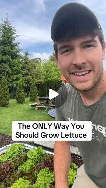 Dot Curtis | Gardening Enthusiast on Instagram: "Game-changer for growing leafy greens   Credit: mi.gardener on TikTok  #gardening #gardeningtips #growyourownfood   Follow @gardener_hacks101 for daily gardening content like videos, memes and infographics" Planting Ginger Root, Grow Lettuce, Texas Garden, Veggie Gardens, Indoor Vegetables, Growing Lettuce, Gardening Vegetables, Eco Friendly Garden, Vegetable Garden Diy