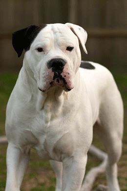 American Bulldog Training - Secrets of a Good Bulldog American Bulldog Puppies, Bulldog Training, American Bulldogs, American Bull, Bulldog Breeds, Bully Dog, American Pit Bull Terrier, Old English Bulldog, Yorkshire Terrier Puppies