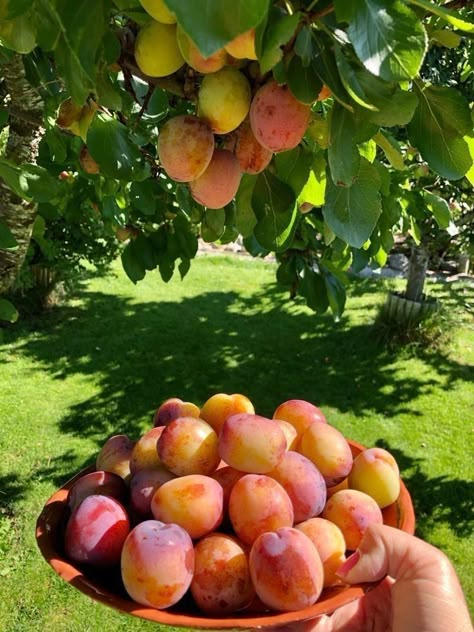 Growing Fruit Trees, Harvest Basket, Future Farms, Farm Business, Farm Lifestyle, Dream Farm, Vacation Aesthetic, Vegetable Garden Design, Fruit Garden