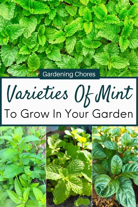 When you decide which types of mint plants to grow, consider how you want to use them. Some mint plant varieties are better for culinary purposes, and others work better for medicinal purposes. In this list, we look at several of the most popular mint varieties to grow in your herb garden and how you can grow and use the unique scents and flavors. You’ll be surprised by the extensive range of flavors that you can grow. Potted Mint Plant, Indian Mint Plant, Mint Varieties Plants, Sweet Mint Plant Uses, Mint Garden Ideas, Mint Plants Outdoor, Orange Mint Plant, Mint Plant Uses, Types Of Mint Plants