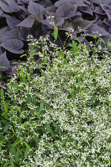 Euphorbia Diamond Frost, Diamond Frost, Black Planters, Photography Store, Dusty Miller, Patio Plants, Parts Of A Plant, Flower Food, Plant Combinations