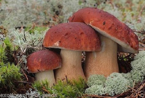 Beautiful Mushrooms, Mushroom Core, Growing Mushrooms At Home, Mushroom Spores, Lichen Moss, Mushroom Pictures, Mushroom Cultivation, Slime Mould, Edible Mushrooms