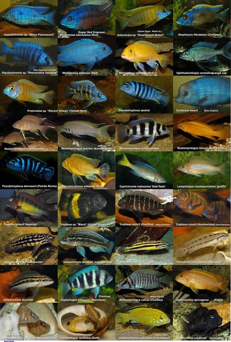 African Cichlids Poster (Freshwater) yea I have literally had each of these fish in this poster and still have a few to this day. Love African cichlids African Cichlid Tank, African Cichlid Aquarium, Lake Malawi Cichlids, Cichlid Aquarium, Malawi Cichlids, Ikan Air Tawar, Cichlid Fish, Tropical Fish Aquarium, Tropical Freshwater Fish