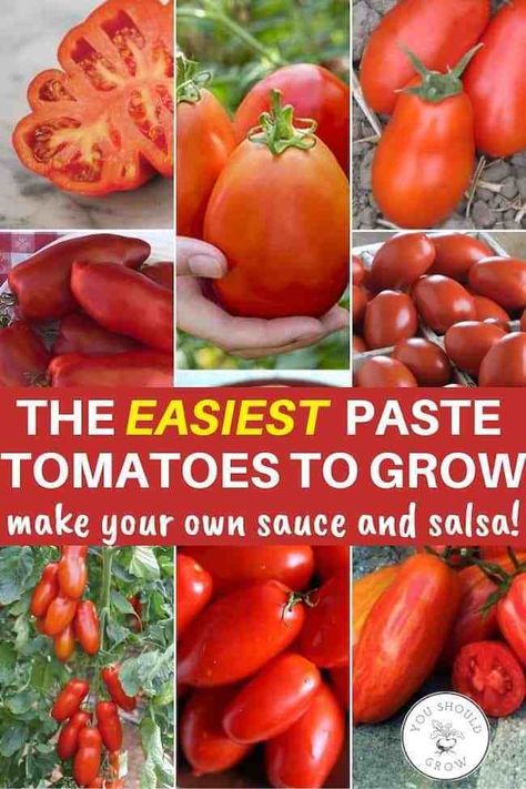 The best tomatoes for canning sauce and salsa! #Gardening #TomatoTips #VegetableGarden #GardenHacks #GardenIdeas Best Tomatoes For Salsa, Tomatoes Drawing, Tomatoes For Canning, Tomatoes Photography, Tomatoes Illustration, Canning Sauces, Paste Tomatoes, Tomatoes Soup, Tomatoes Sauce