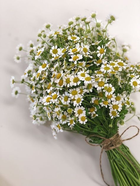 Bouquet Daisies, Jasmine Bouquet, Dog Flowers, Sea Of Love, Daisy Bouquet, Book Edits, Wish Card, 강아지 그림, Craft Packaging