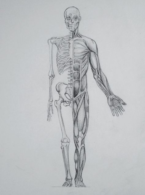 From, jesscrossdavis: I’m working on some anatomy drawings. I think I am going to label this guy with a vellum overlay. -Jess Muscle Drawing Anatomy, Drawing Anatomy Reference, Human Skeleton Anatomy, Vellum Overlay, Skeleton Anatomy, Drawing Male, Skeleton Drawings, Male Figure Drawing, Drawing Anatomy