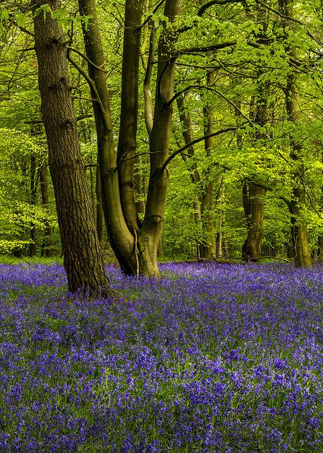 Bluebell Woods, Purple Carpet, Enchanted Wood, Forest Scenery, Make My Day, Beautiful Landscape Wallpaper, So Thankful, Landscape Wallpaper, My Day