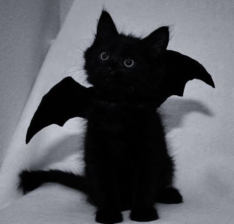 A Black Cat, A Black, Black Cat, Bat, White, Black