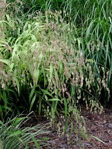 Chasmanthium latifolium Chasmanthium Latifolium, Planting Plan, Ornamental Grasses, Shade Plants, Landscaping Plants, Shade Garden, Seeds, Herbs, Green