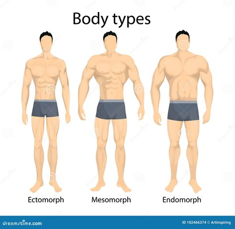 Ectomorph Body, Abdominal Infra, Body Type Diet, Male Workout, Muscle Belly, Ectomorph Workout, Barbell Deadlift, Character Design Tips, Gym Workout Plan For Women