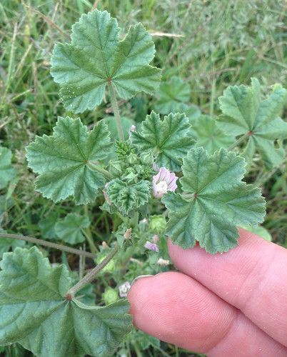 Herb Identification, Garden Creek, Foraging Plants, Common Mallow, Mallow Plant, Medical Plants, Medicinal Wild Plants, Medicinal Weeds, Wild Foraging