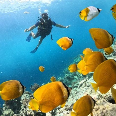 Mnemba Island is encircled by an oval reef that measures many miles in diameter and is wrongly referred to as Mnemba Atoll by some. The majority of tour guides will drop you off near the island in an area known for its seabeds. Different Fish, Marine Conservation, Clown Fish, Lucky You, Day Tours, Snorkeling, Tour Guide, Day Trip, Turtles