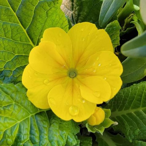 Yellow Primrose Flower, Yellow Primrose, Primrose Flower, Primrose Yellow, Red Plants, Bird Garden, Cute Images, Pretty Flowers, Baby Stuff