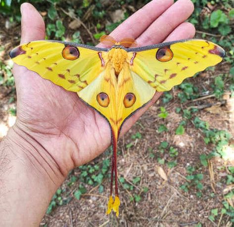 Hercules Moth, Colorful Moths, Atlas Moth, Moon Moth, Moth Caterpillar, Cool Bugs, Tropical Forest, Like Animals, Bugs And Insects