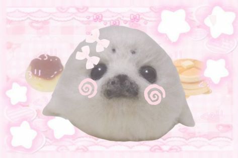 Seal Aesthetic, Anime Make-up, Harp Seal, Cute Seals, Douyin Makeup, Baby Seal, Silly Images, Kawaii Animals, Silly Animals