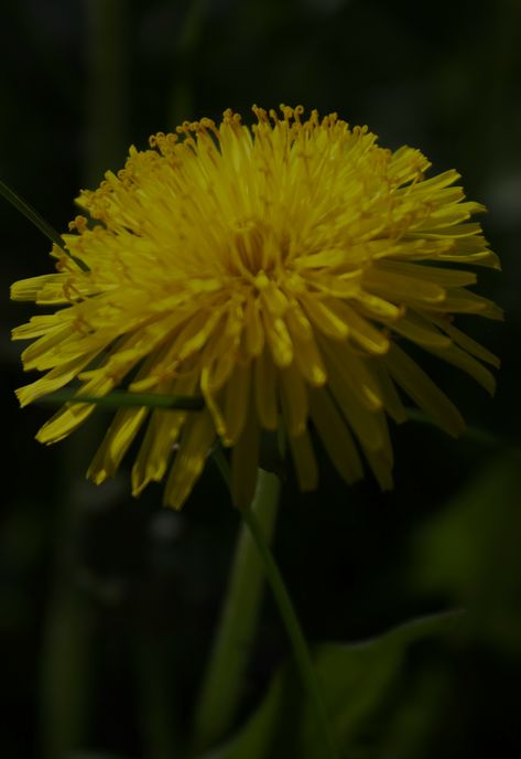 https://unsplash.com/photos/a-close-up-of-a-yellow-dandelion-flower-ZbUqA4jnmzg?utm_source=unsplash&utm_campaign=unsplash-ios&utm_medium=referral&utm_content=view-photo-on-unsplash Close Up Nature Photography, Close Up Nature, Yellow Dandelion, Dandelion Flower, Reference Pictures, View Photo, View Photos, Dandelion, Close Up