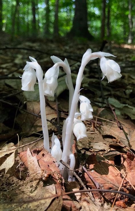 Monotropa Uniflora, Ghost Flower, Calming Pictures, Ghost Plant, Gothic Garden, Plant Fungus, Waves Tattoo, Botanical Drawings, Divergent