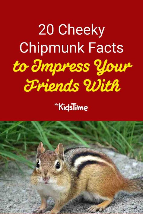 20 Cheeky Chipmunk Facts to Impress your Friends With Chipmunk House Diy, Chipmunk Craft, Animal Kindness, Chipmunks Movie, Baby Chipmunk, Daycare Themes, Autumn Poems, Cousin Camp, The Chipettes