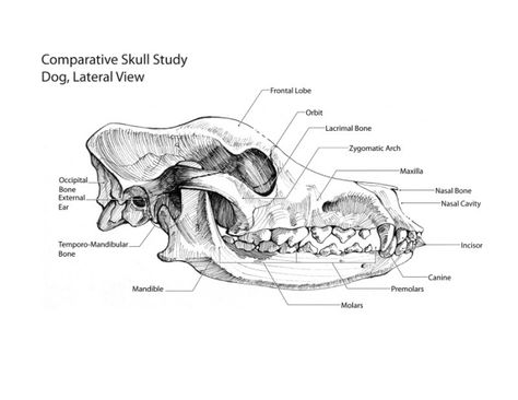 canine skull anatomy, lateral view Dog Skull Anatomy, Canine Skeleton, Canine Skull, Fever Medicine, Vet Study, Veterinary Anatomy, Canine Anatomy, Veterinary Nursing, Vet Nursing